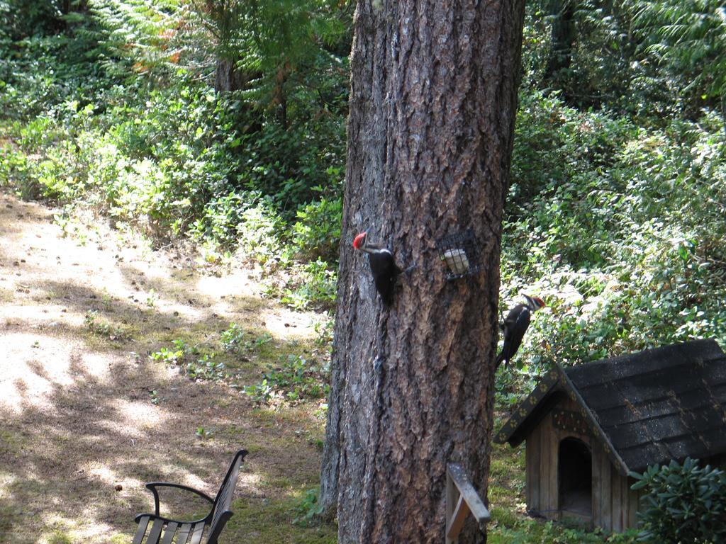 Cedar Song B&B Parksville Bagian luar foto