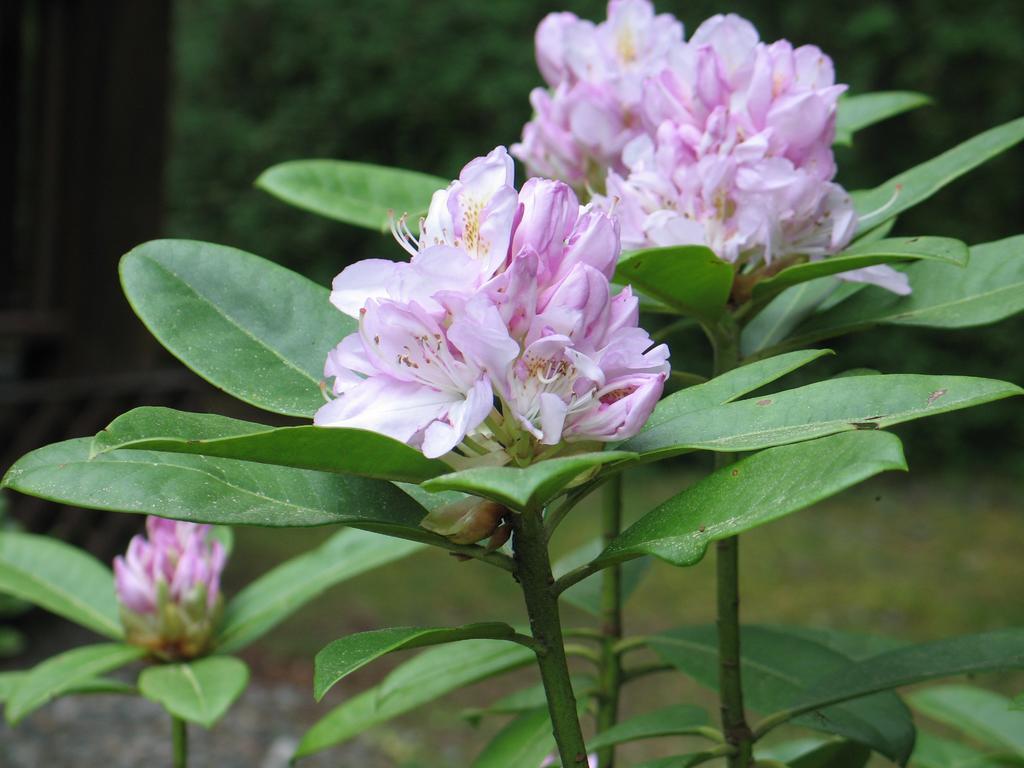 Cedar Song B&B Parksville Bagian luar foto